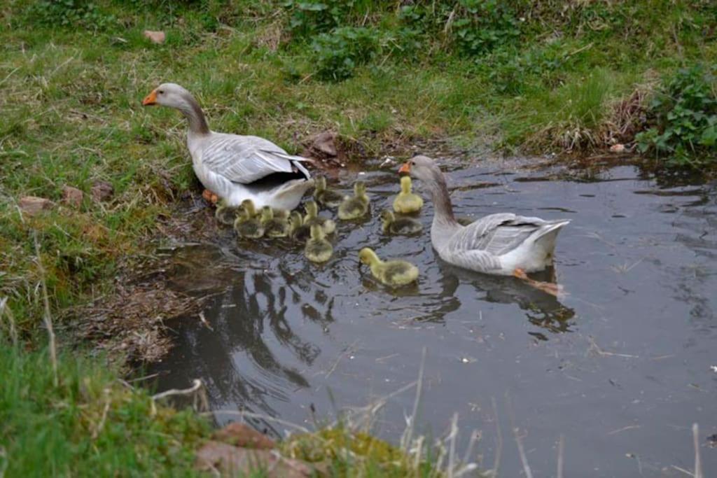 Gite Gretel De La Ferme Du Schneeberg Wangenbourg-Engenthal Bagian luar foto