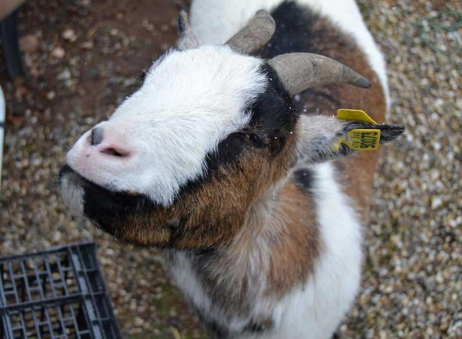Gite Gretel De La Ferme Du Schneeberg Wangenbourg-Engenthal Bagian luar foto