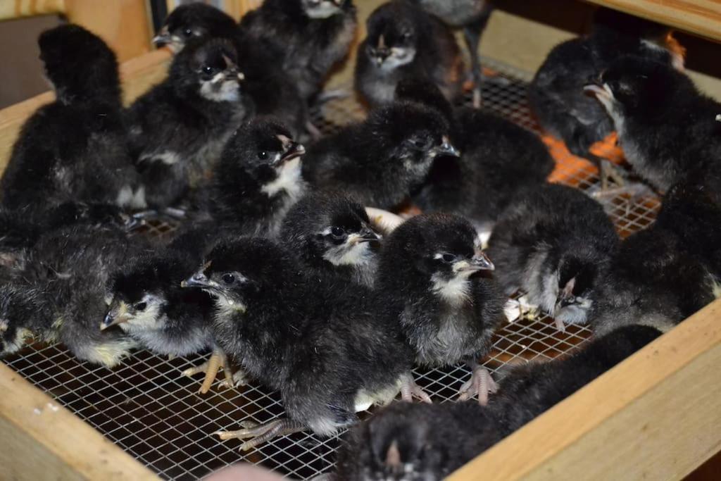 Gite Gretel De La Ferme Du Schneeberg Wangenbourg-Engenthal Bagian luar foto